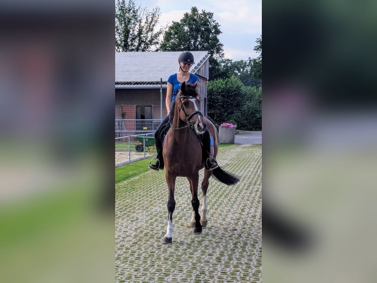 German Riding Horse Mare 6 years 16 hh Brown in Legden