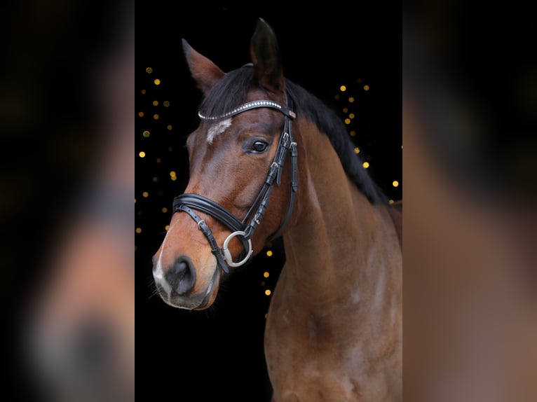 German Riding Horse Mare 6 years 16 hh Brown in Neudrossenfeld