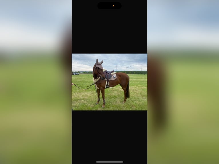 German Riding Horse Mare 6 years 16 hh Chestnut-Red in Dörentrup