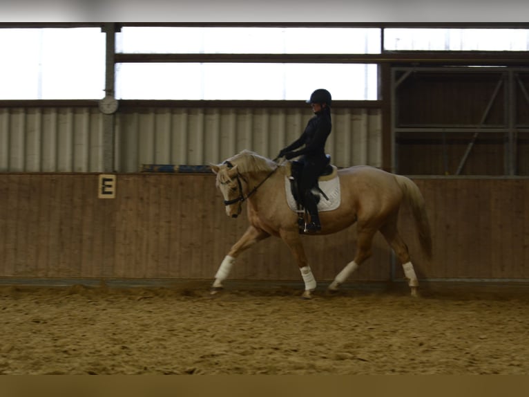 German Riding Horse Mare 6 years 16 hh Palomino in Borken