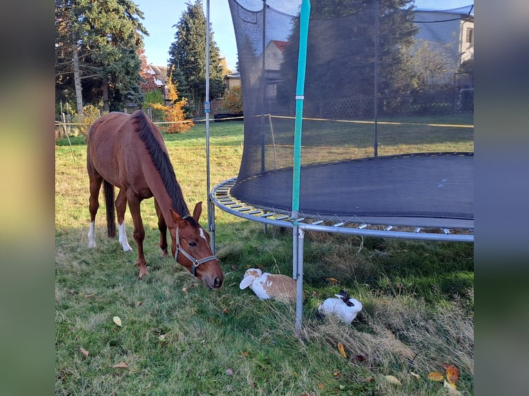 German Riding Horse Mare 6 years 16,1 hh Chestnut in Parthenstein