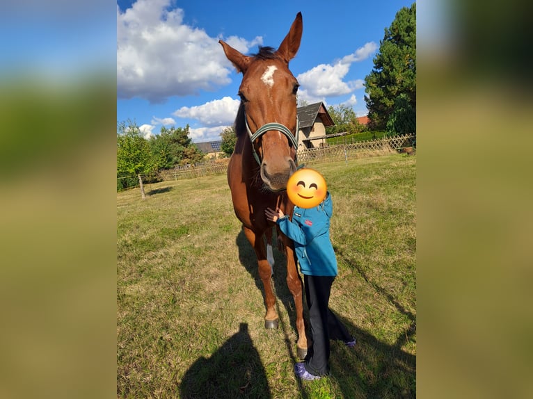 German Riding Horse Mare 6 years 16,1 hh Chestnut in Parthenstein