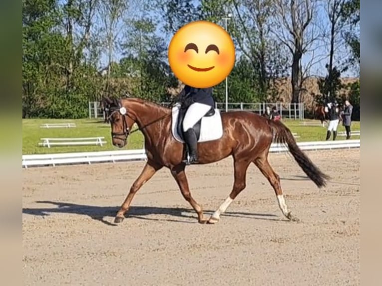 German Riding Horse Mare 6 years 16,1 hh Chestnut in Parthenstein