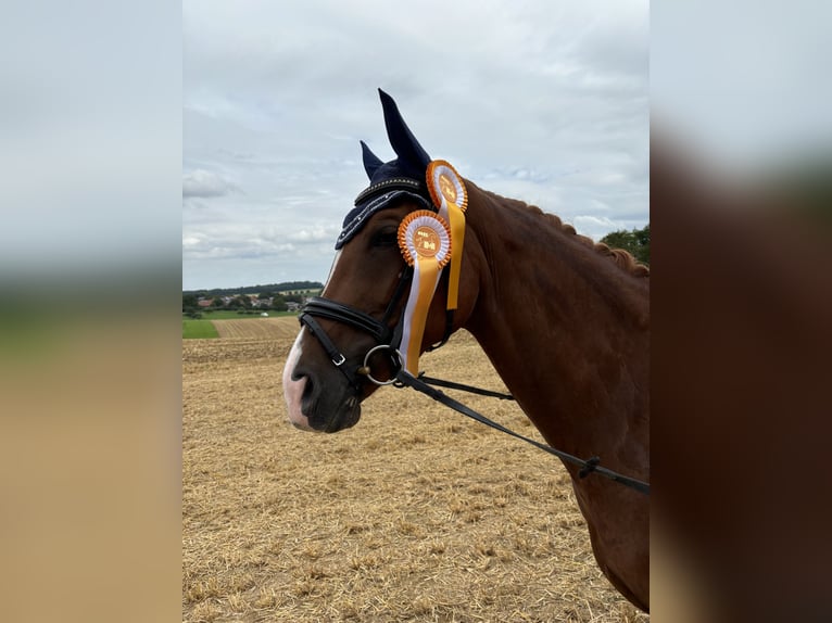 German Riding Horse Mare 6 years 16,1 hh Chestnut-Red in Königheim
