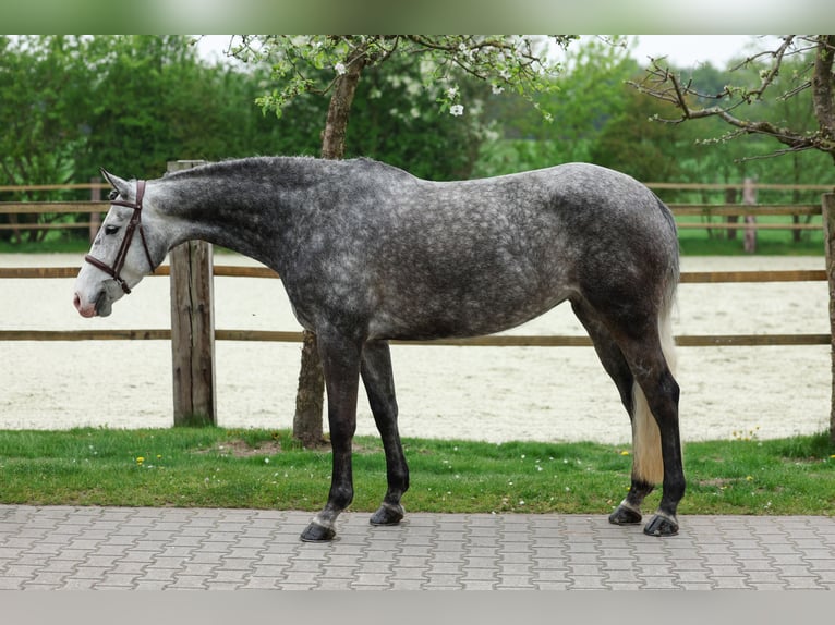German Riding Horse Mare 6 years 16,1 hh Gray-Dapple in Lastrup