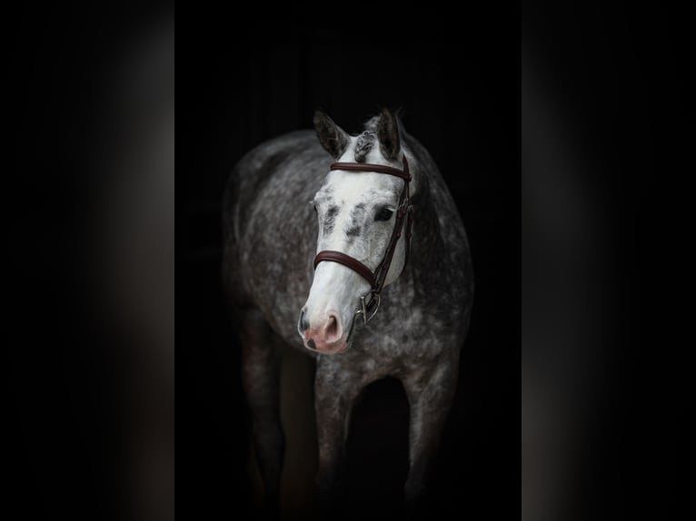 German Riding Horse Mare 6 years 16,1 hh Gray-Dapple in Lastrup