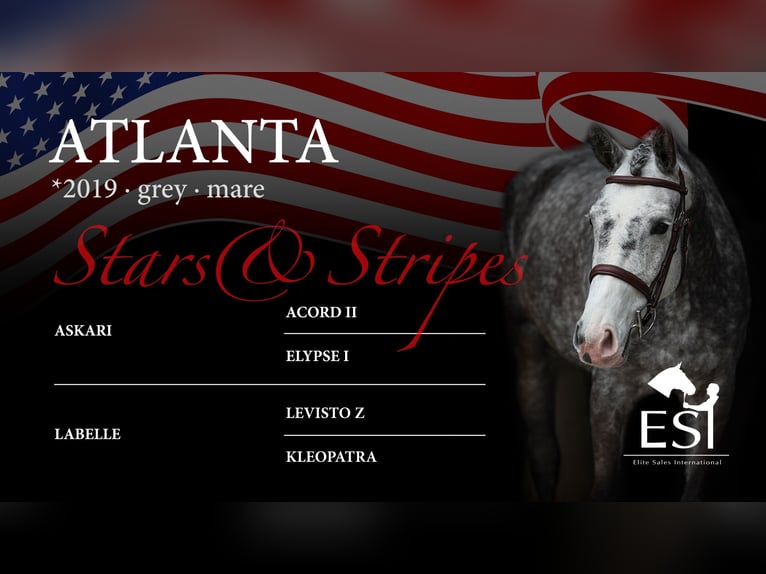 German Riding Horse Mare 6 years 16,1 hh Gray-Dapple in Lastrup