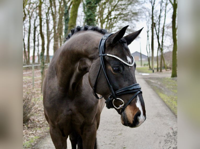 German Riding Horse Mare 6 years 16,2 hh Bay-Dark in Recke, bei Osnabrück