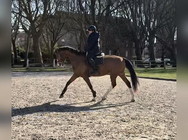 German Riding Horse Mare 6 years 16,2 hh Brown in Bruchmühlbach-Miesau