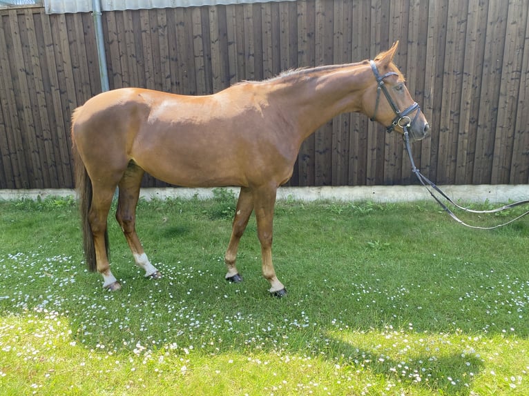 German Riding Horse Mare 6 years 16,2 hh Chestnut in Zossen