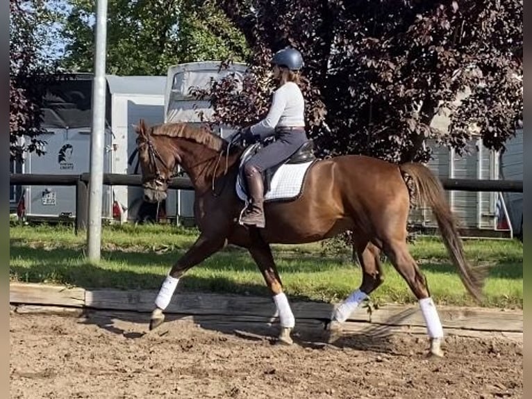 German Riding Horse Mare 6 years 16,2 hh Chestnut in Zossen
