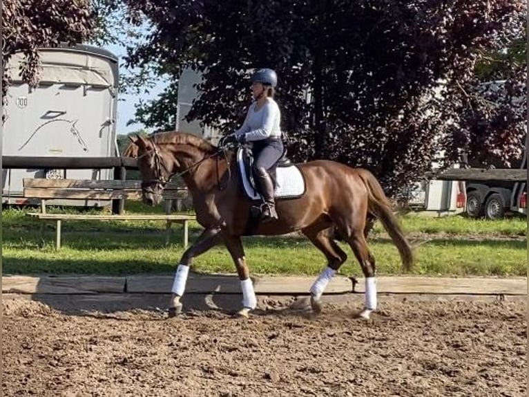 German Riding Horse Mare 6 years 16,2 hh Chestnut in Zossen