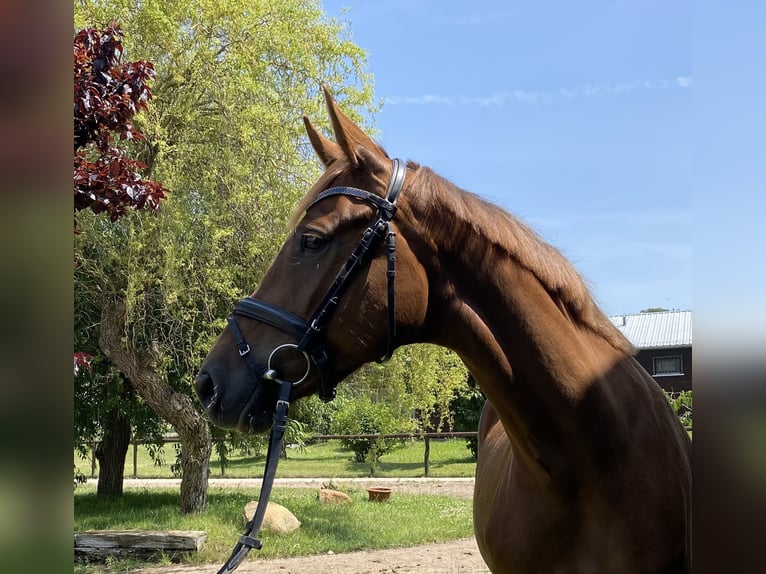 German Riding Horse Mare 6 years 16,2 hh Chestnut in Zossen