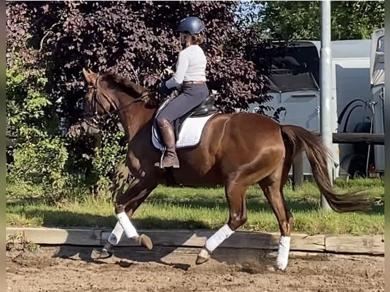 German Riding Horse Mare 6 years 16,2 hh Chestnut in Zossen