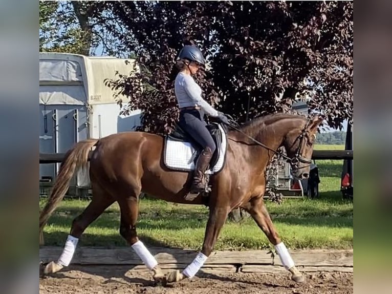 German Riding Horse Mare 6 years 16,2 hh Chestnut in Zossen