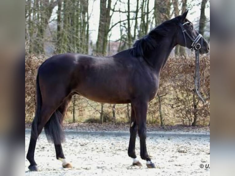 German Riding Horse Mix Mare 6 years 17 hh Brown in Chemnitz