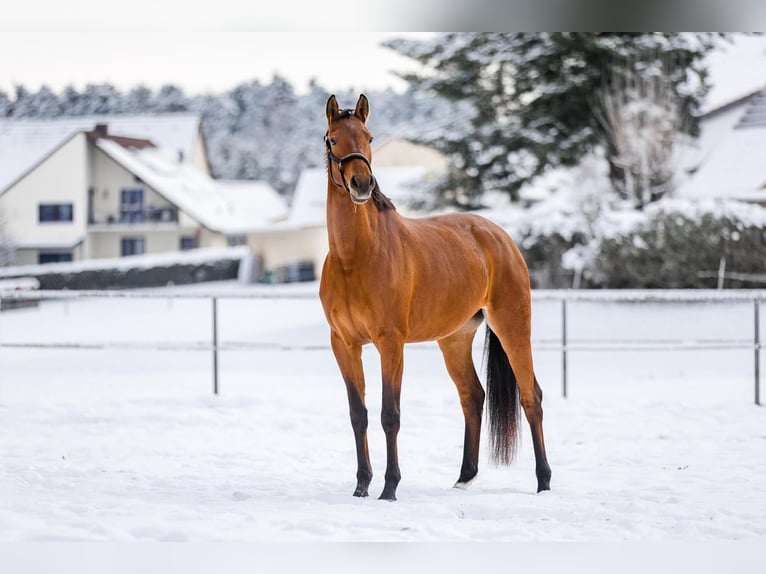 German Riding Horse Mare 6 years 17 hh Brown in Abenberg