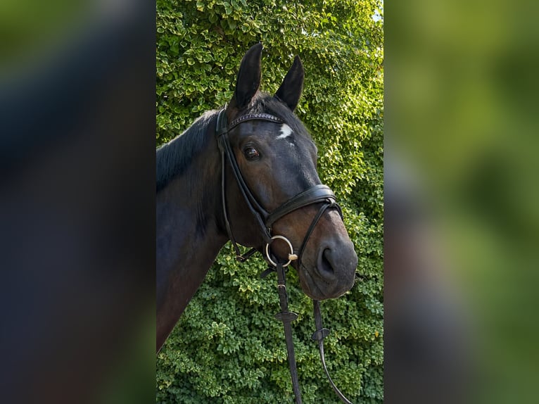 German Riding Horse Mare 6 years 17 hh Smoky-Black in Krefeld