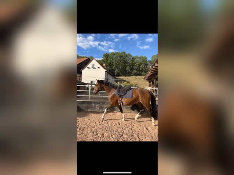 German Riding Horse Mix Mare 7 years 14,2 hh Brown in Burghaun