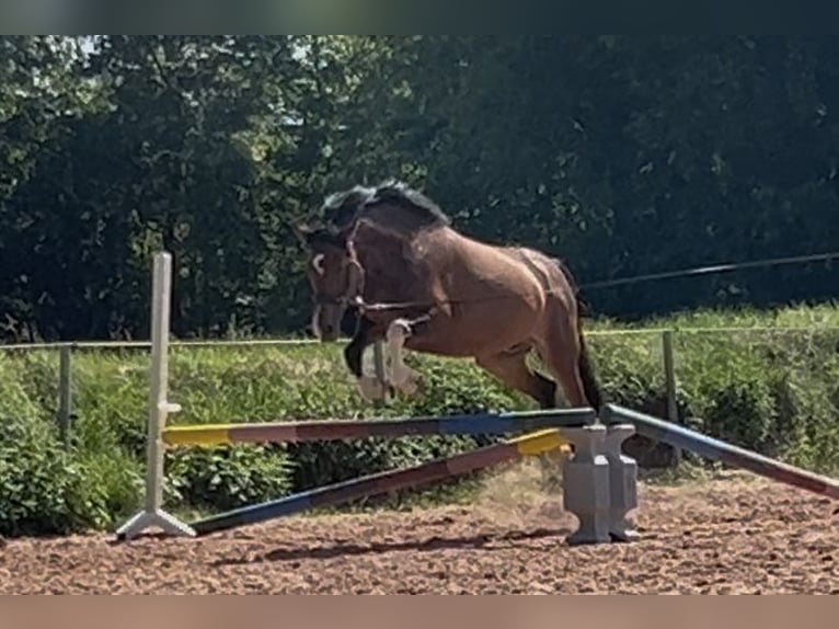 German Riding Horse Mix Mare 7 years 14,2 hh Brown in Burghaun