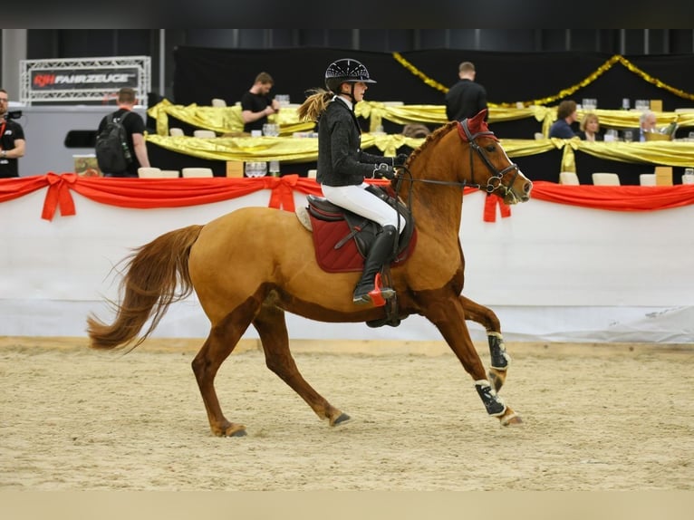 German Riding Horse Mare 7 years 14,2 hh Chestnut-Red in Sankt Peter am Kammersberg