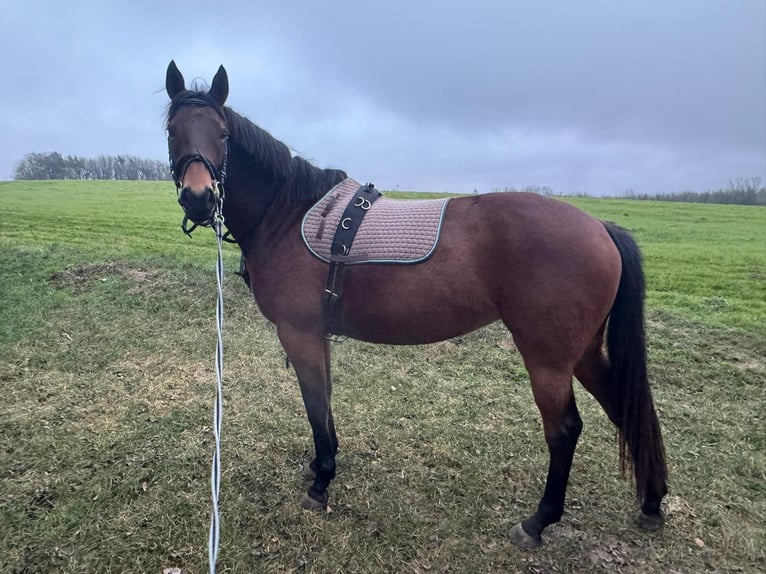 German Riding Horse Mare 7 years 15.1 hh Brown in Rerik
