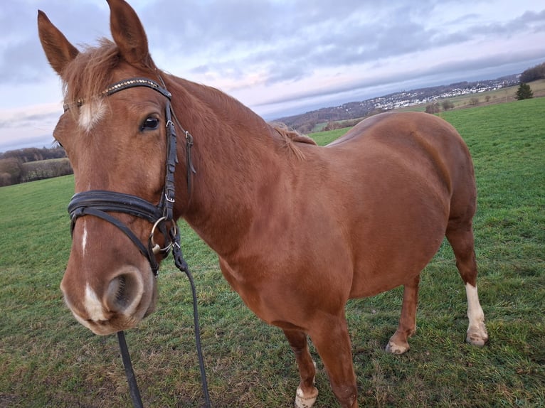 German Riding Horse Mare 7 years 15.2 hh Chestnut-Red in Nümbrecht