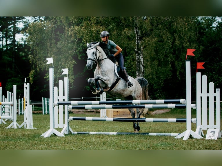 German Riding Horse Mare 7 years 15,2 hh Gray in Marktredwitz