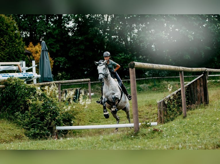 German Riding Horse Mare 7 years 15,2 hh Gray in Marktredwitz