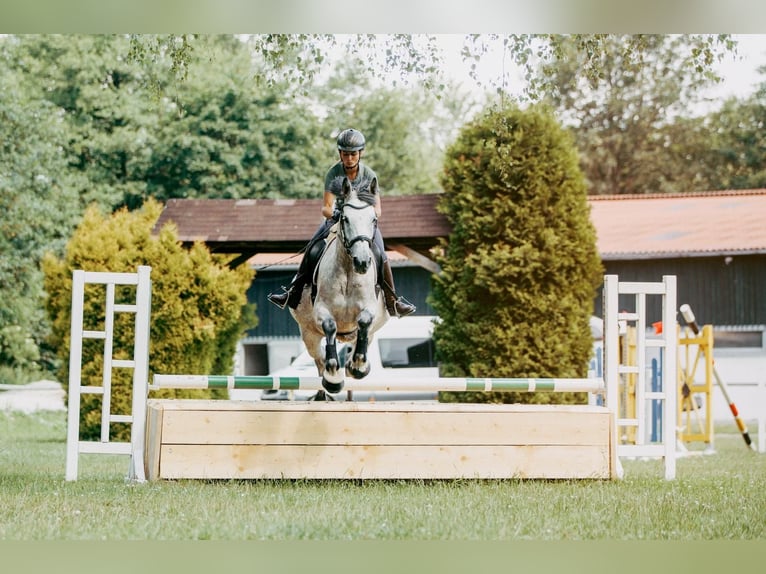 German Riding Horse Mare 7 years 15,2 hh Gray in Marktredwitz