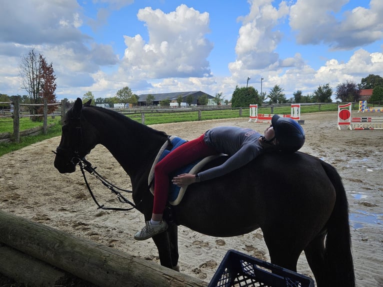 German Riding Horse Mare 7 years 15 hh Brown in Grevenbroich