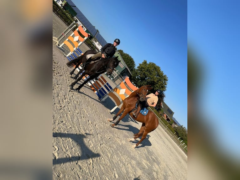 German Riding Horse Mare 7 years 15 hh Chestnut-Red in Kiel