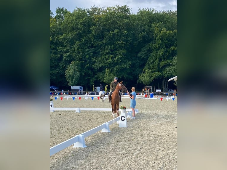 German Riding Horse Mare 7 years 15 hh Chestnut-Red in Kiel