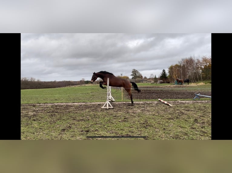 German Riding Horse Mare 7 years 15,1 hh Brown in Rerik