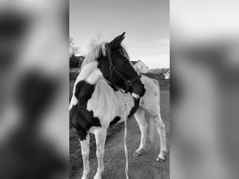 German Riding Horse Mix Mare 7 years 15,2 hh Pinto in Creuzburg