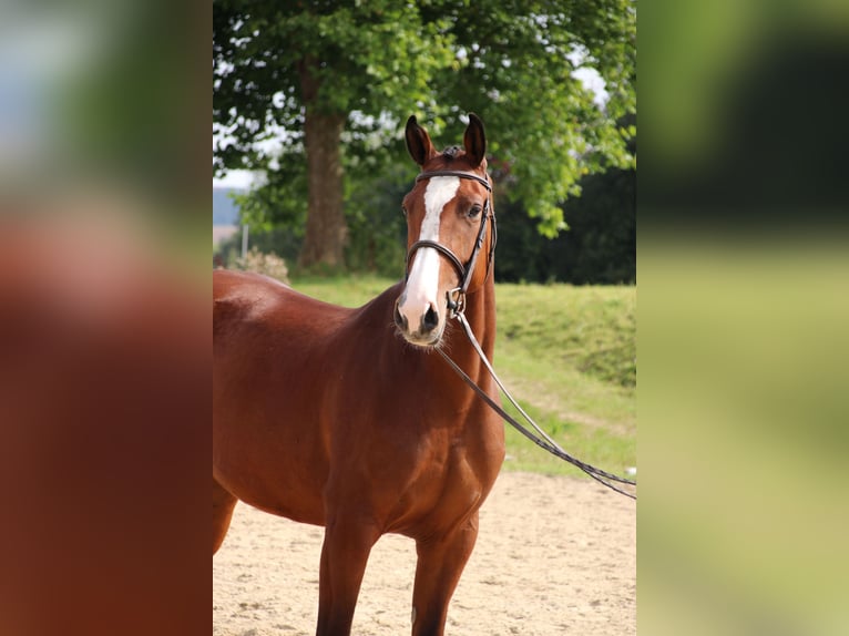 German Riding Horse Mare 7 years 16,2 hh Brown in Neuenrade