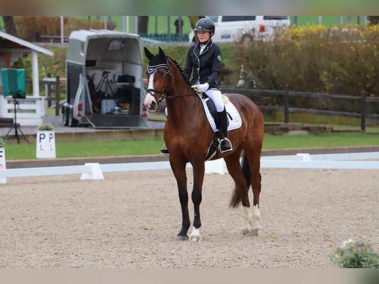 German Riding Horse Mare 7 years 16,2 hh Brown in Neuenrade