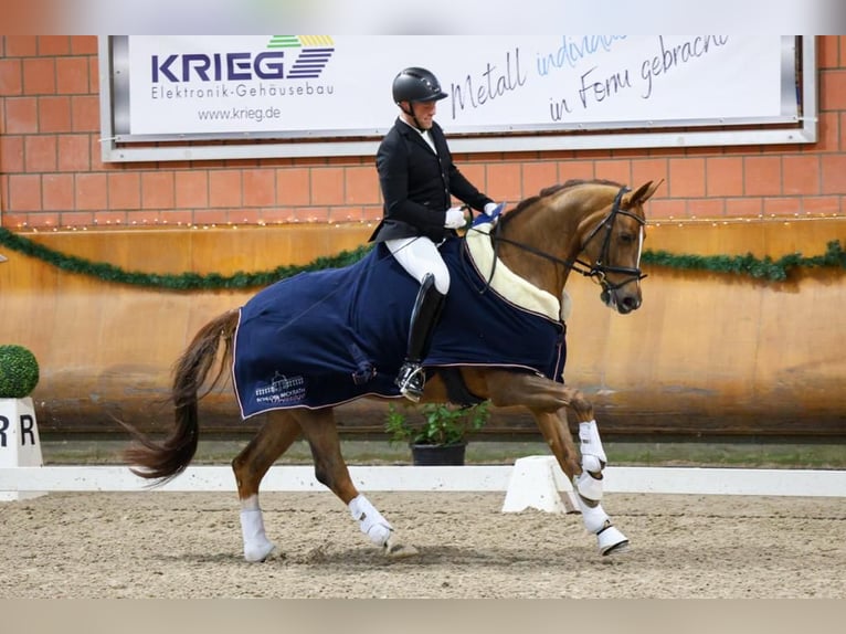 German Riding Horse Mare 7 years 16,2 hh Chestnut-Red in Wuppertal