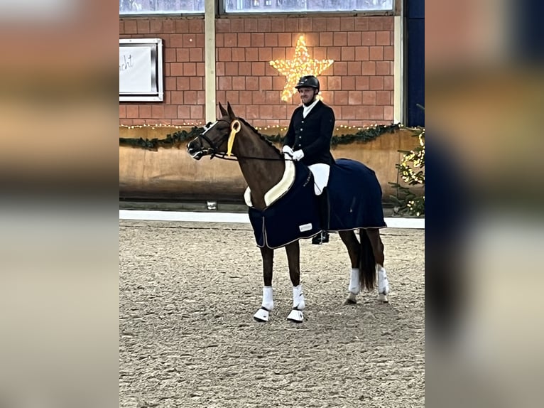 German Riding Horse Mare 7 years 16,2 hh Chestnut-Red in Wuppertal