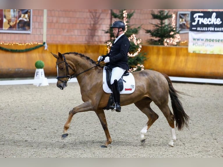 German Riding Horse Mare 7 years 16,2 hh Chestnut-Red in Wuppertal