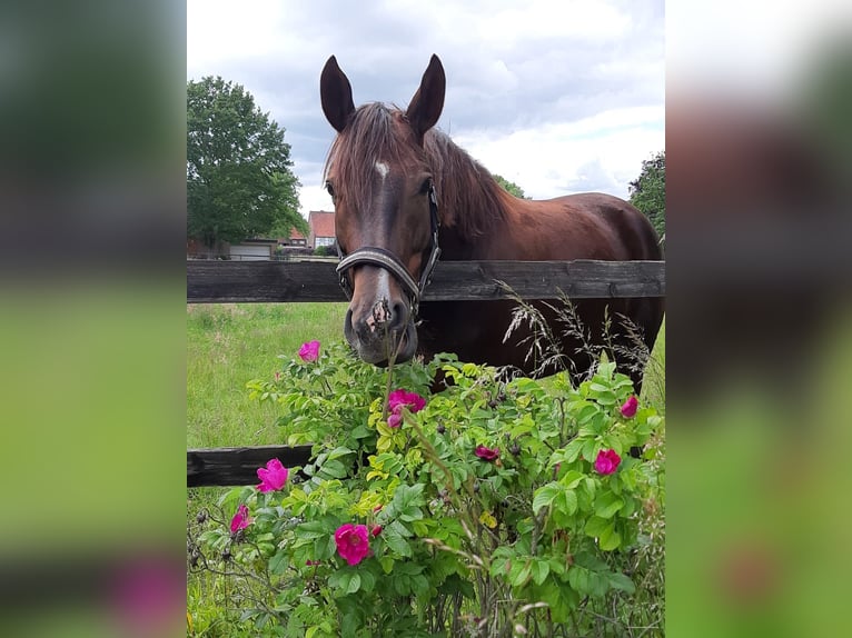 German Riding Horse Mare 7 years 16,2 hh Chestnut-Red in Hamm
