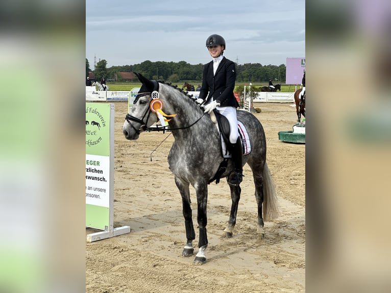 German Riding Horse Mare 7 years 16.2 hh Grey-Dark-Tan in Bocholt