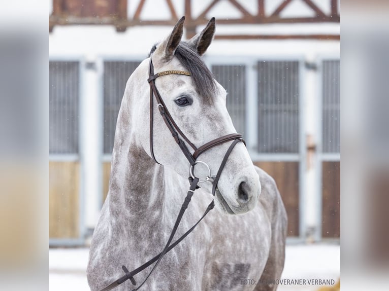 German Riding Horse Mare 7 years 16.2 hh Grey in Verden
