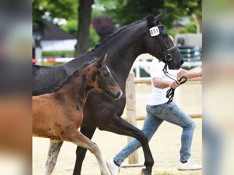 German Riding Horse Mare 7 years 16 hh Black in Westerkappeln