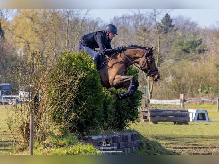 German Riding Horse Mare 7 years 16 hh Brown in Hamminkeln