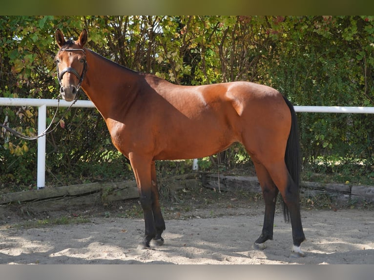 German Riding Horse Mare 7 years 16 hh Brown in Reichenbach