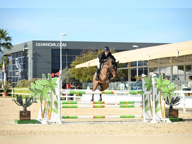 German Riding Horse Mare 7 years 16 hh Brown in Uedem