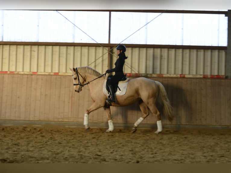 German Riding Horse Mare 7 years 16 hh Palomino in Borken