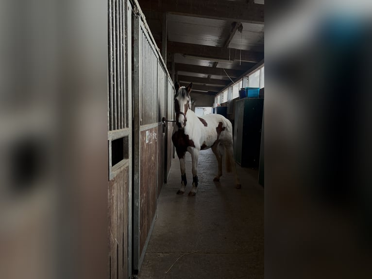 German Riding Horse Mare 7 years 16 hh Pinto in Creuzburg