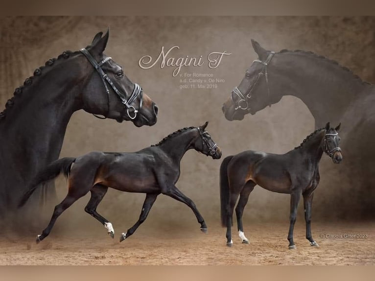 German Riding Horse Mare 7 years 16 hh Smoky-Black in Markvippach